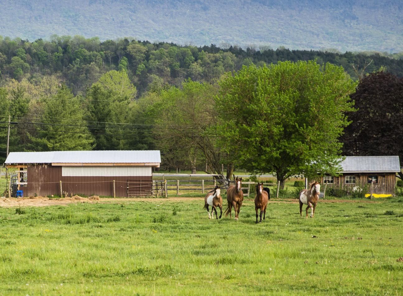 A ranch in Buchanan, VA.